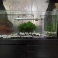 mini-aquarium-lovers-ayoo-masuk