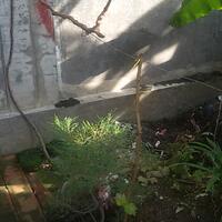 kampung-anggur----part-3