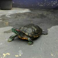 saya-mau-memberikan-kura-kura-di-daerah-cimahi-gratis