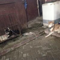 new-siberian-husky-lovers---read-page-1-for-update---part-2