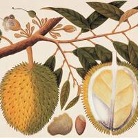 riwayat-durian-di-nusantara