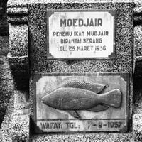 awal-mula-ikan-mujair