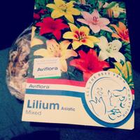 bunga2-eropa---lilium-sp---asiatic-lily