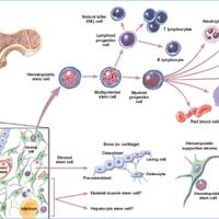 prospek-sel-punca-hematopoietik-dalam-peremajaan-sel-imun