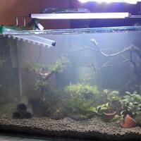 aquascape-for-everyone-learning-and-sharing---part-2