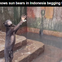 beruang-madu-kelaparan-di-kebun-binatang-bandung-disorot-media-asing