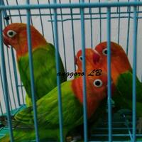 lovebird-lovers---part-1