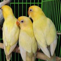 lovebird-lovers---part-1