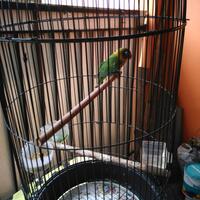 lovebird-lovers---part-1