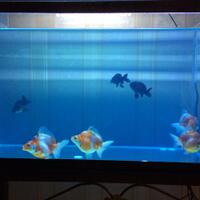 maskoki-ngomongin-semuanya-ttg-maskoki-yuk---part-5