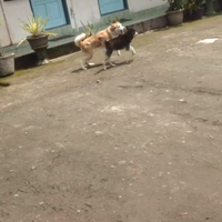 new-siberian-husky-lovers---read-page-1-for-update---part-2