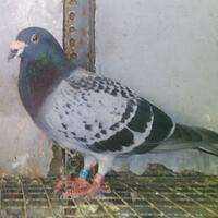 sharemerpati-pos---racing-pigeon