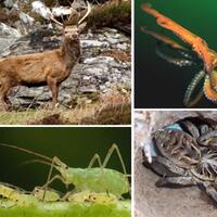 7-binatang-yang-pilih-bunuh-diri-ketimbang-hidup-sengsara