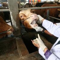 kementan-mewaspadai-penyebaran-antraks-di-7-provinsi