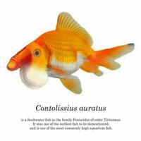 2-kali-salah-sebut-tongkol-siswa-tetap-diberi-sepeda-jokowi