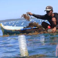 australia-menangkan-gugatan-petani-rumput-laut-ntt