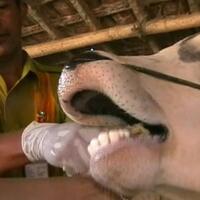 mengenal-bahaya-penyakit-antraks