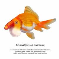 2-kali-salah-sebut-tongkol-siswa-tetap-diberi-sepeda-jokowi