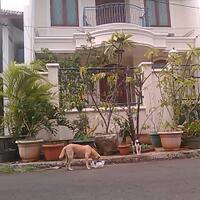 selamatkan-seekor-anjing-anggota-tni-tewas-jatuh-dari-tebing