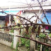 ask-hama-tanaman-dirumah-ane