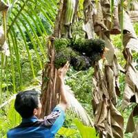 subhanallah-5-tandan-di-satu-pisang-gegerkan-warga-tabanan