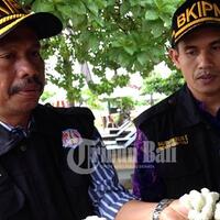 warga-tiongkok-nyaris-selundupkan-13-ikat-plastik-berisi-tumbuhan-karang-dilindungi