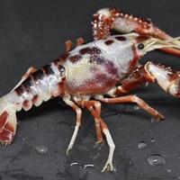 udang-unik-dan-langka-ini-harganya-setara-dua-mobil-avanza