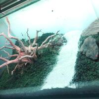 aquascape-for-everyone-learning-and-sharing---part-2