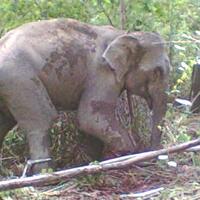 belasan-gajah-serang-kebun-di-dusun-sumedang-jaya