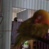 lovebird-lovers---part-1