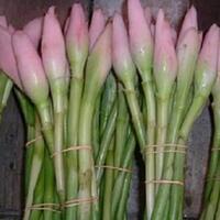 resep-sedap-sayur-godog-udang-kecombrang-mantap-untuk-dinikmati-siang-hari