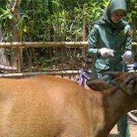 antraks-di-kulon-progo-anggota-komisi-ix--ada-upaya-untuk-impor-daging-sapi