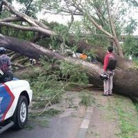 polsek-beji-tangani-kasus-dua-orang-tewas-tertimpa-pohon