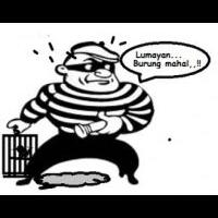 andrianto-sembunyikan-tiga-ekor-burung-curian-di-gerobak-tekwan