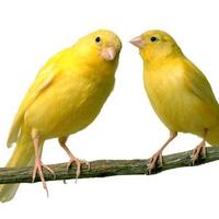 pedagang-tekwan-sembunyikan-tiga-ekor-burung-warga-di-gerobak