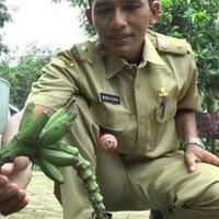 buah-pisang-raja-ini-unik-karena-muncul-dari-tanah-begini-asal-usulnya