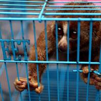 takut-dipenjara-pelajar-asal-cirebon-serahkan-kukang-jawa