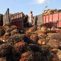 harga-cpo-tertekan-kenaikan-volume-produksi