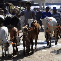pemkab-klaten-targetkan-20-ribu-sapi-bunting-tahun-ini
