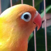 lovebird-lovers---part-1