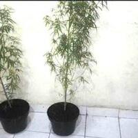 bandar-narkoba-tertangkap-di-rumahnya-disita-dua-pot-tanaman-ganja