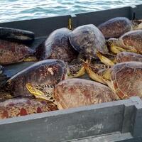 beragam-modus-penyelundupan-penyu-di-bali-untuk-tujuan-konsumsi