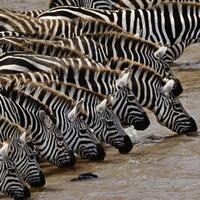 terungkap-alasan-zebra-bebas-dari-gigitan-serangga-vampir