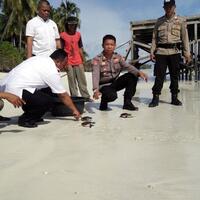 polsek-bidukbiduk-amankan-tiga-ekor-anak-penyu-dari-sebuah-warung