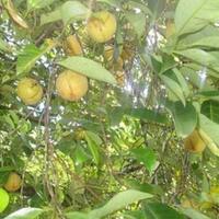 kemenpar-talkshow-di-hpn-2017-sebarkan-info-wisata-jalur-rempah-di-maluku