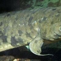 berada-di-akuarium-sejak-tahun-1933-ikan-ini-akhirnya-disuntik-mati