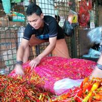 kementerian-pertanian-kembangkan-bibit-cabai-varietas-tw