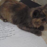 kucing-hilang