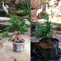 bonsai-kaskus-reborn-sharing--diskusi-seputar-seni-bonsai-indonesia