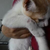 cat-lovers-kaskus-read-page-1-first---part-5